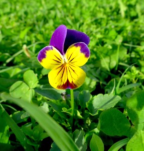 As the snow and dews of heaven filled the whole…