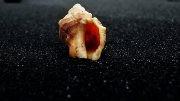 Mike Mariani: American Exorcism