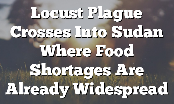 Locust Plague Crosses Into Sudan Where Food Shortages Are Already Widespread