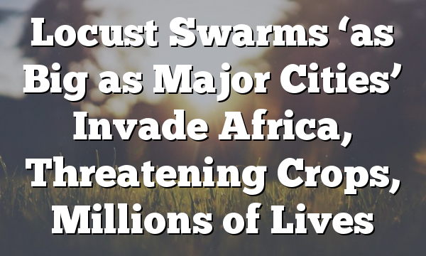 Locust Swarms ‘as Big as Major Cities’ Invade Africa, Threatening Crops, Millions of Lives