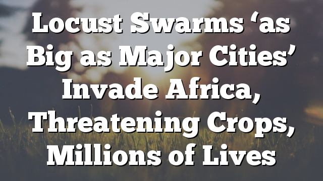 Locust Swarms ‘as Big as Major Cities’ Invade Africa, Threatening Crops, Millions of Lives