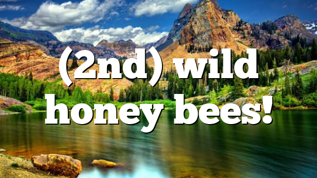 (2nd) wild honey bees!