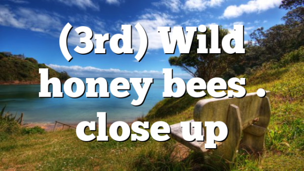 (3rd) Wild honey bees . close up