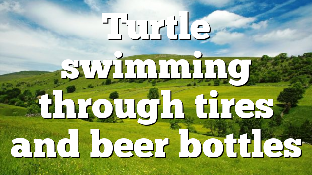 Turtle swimming through tires and beer bottles