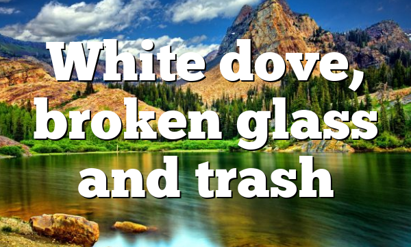 White dove, broken glass and trash