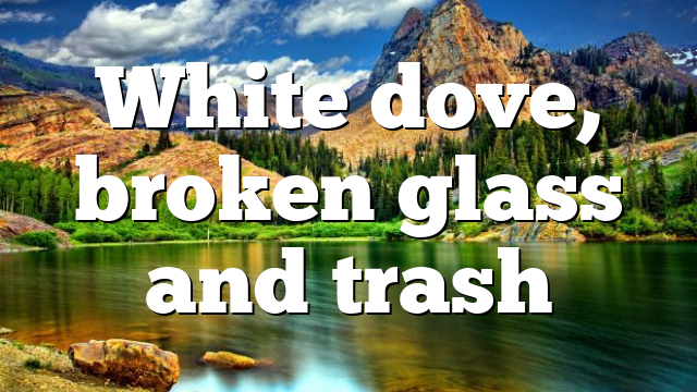 White dove, broken glass and trash