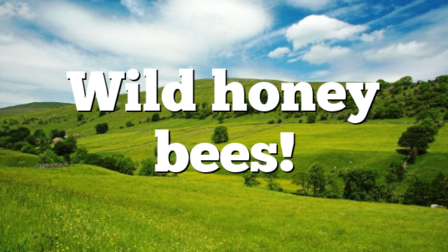 Wild honey bees!