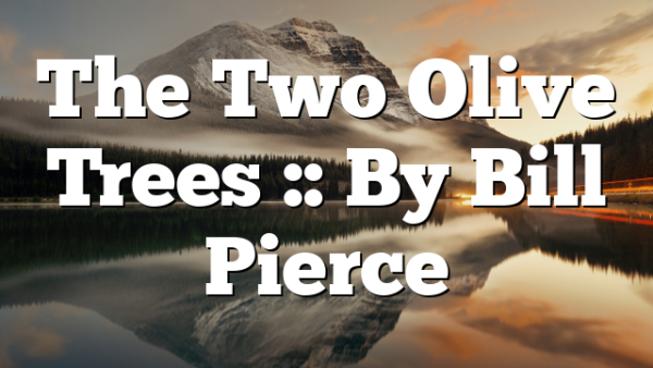 The Two Olive Trees :: By Bill Pierce