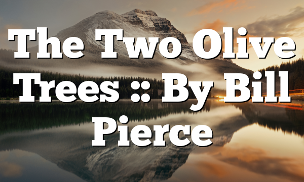 The Two Olive Trees :: By Bill Pierce