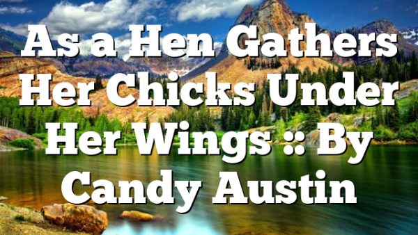 As a Hen Gathers Her Chicks Under Her Wings :: By Candy Austin