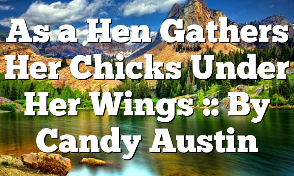 As a Hen Gathers Her Chicks Under Her Wings :: By Candy Austin