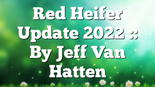 Red Heifer Update 2022 :: By Jeff Van Hatten