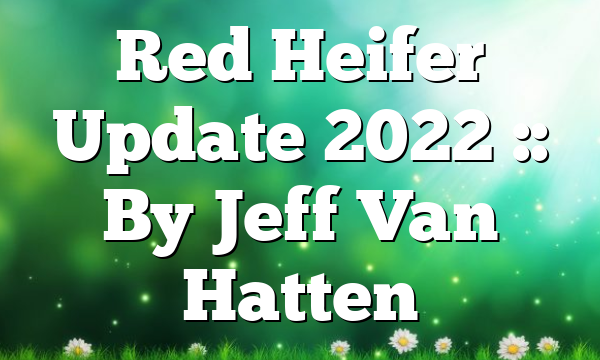 Red Heifer Update 2022 :: By Jeff Van Hatten